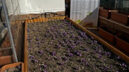 Ülkü Ocakları Genel Merkezi’nin Terasında Safran Hasadı!