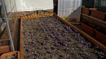 Ülkü Ocakları Genel Merkezi’nin Terasında Safran Hasadı!