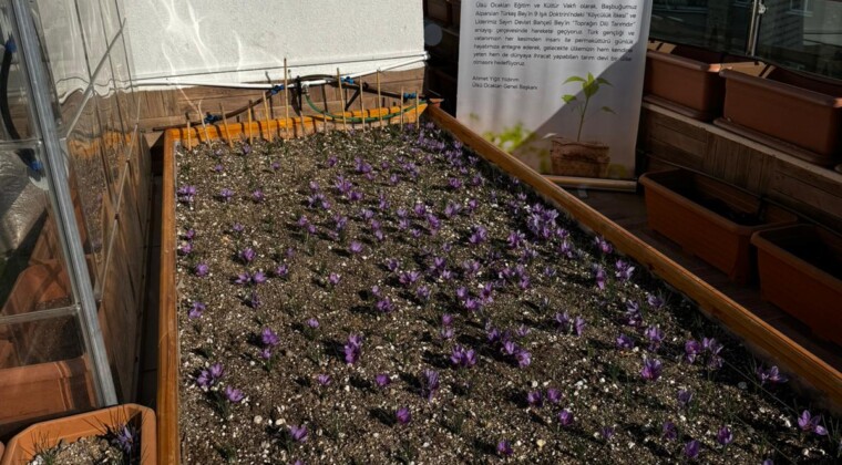 Ülkü Ocakları Genel Merkezi’nin Terasında Safran Hasadı!