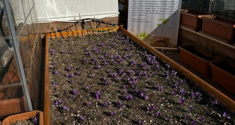 Ülkü Ocakları Genel Merkezi’nin Terasında Safran Hasadı!