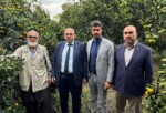 Çalışkan’dan Hatay’da Narenciye Alarmı: